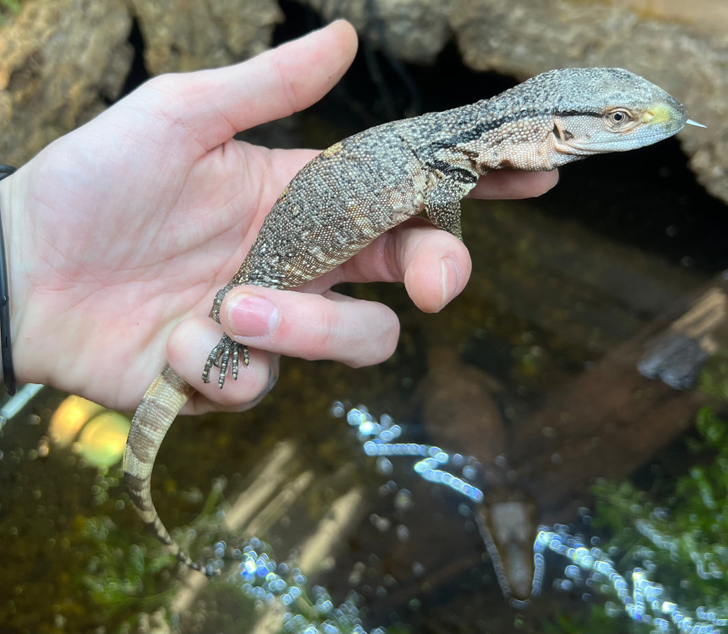 Baby Black Throat Monitor (2)