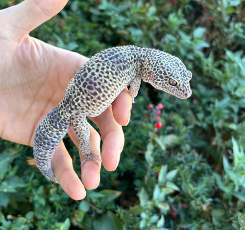 Adult Leopard Gecko (Female)
