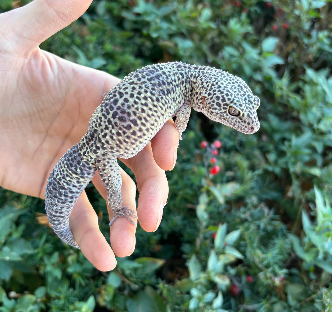 Adult Leopard Gecko (Female)