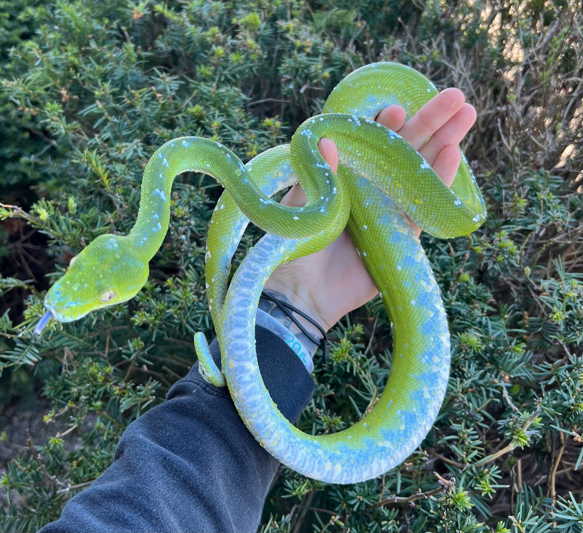 Adult Aru Green Tree Python (Female) – Scales and Tails of Ohio