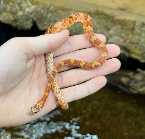 Juvenile Strawberry Corn Snake