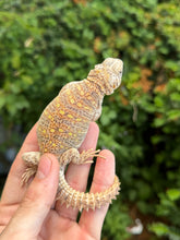 Load image into Gallery viewer, Baby Ornate Uromastyx (4)