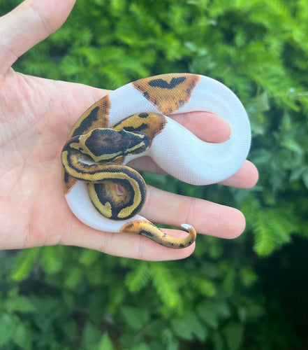 Baby Pied Ball Python (Male 1)