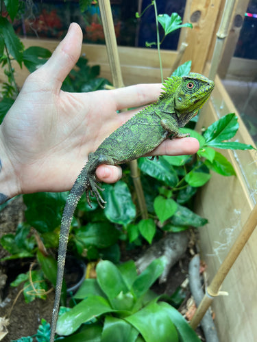 1.1 Adult Blue-Eyed Crested Dragon