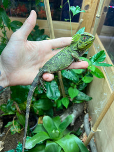 1.1 Adult Blue-Eyed Crested Dragon