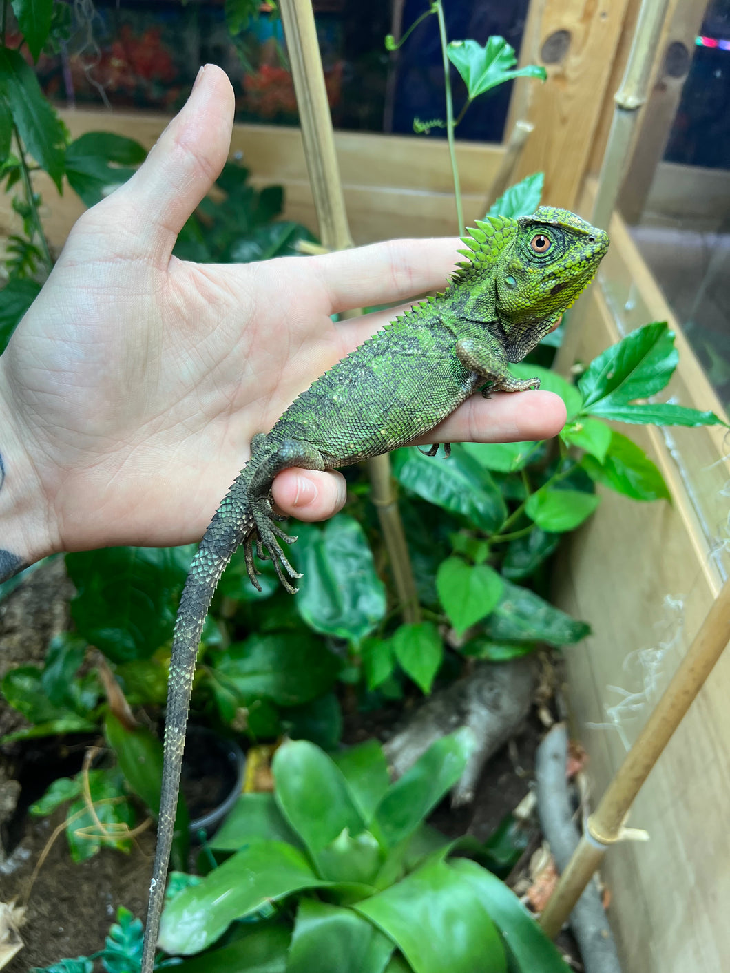 1.1 Adult Blue-Eyed Crested Dragon