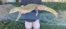 Load image into Gallery viewer, Adult Nile Monitor (Male)