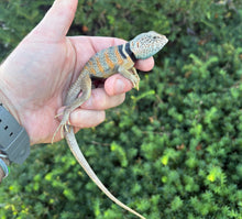 Load image into Gallery viewer, Adult Eastern Collared Lizard (1.1 Pair)