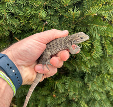 Load image into Gallery viewer, Baby Rhino Iguana (1)