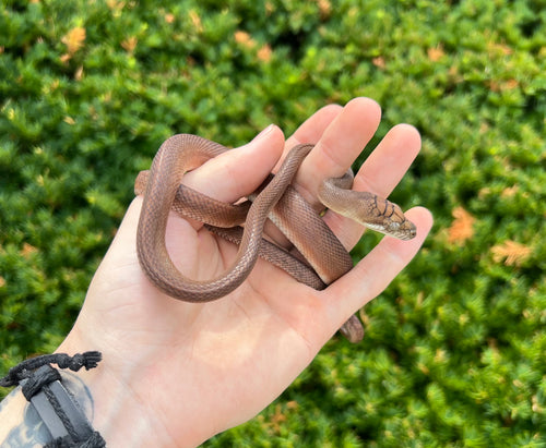 Small ‘Red Phase’ Patternless Merauke Scrub Python (Male 1)