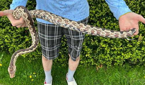 Adult Solomon Island Ground Boa (Poss. Gravid Female 4)