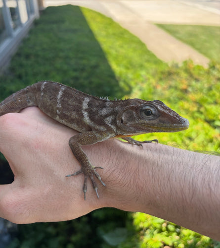 1.1 Adult Haitian Anole