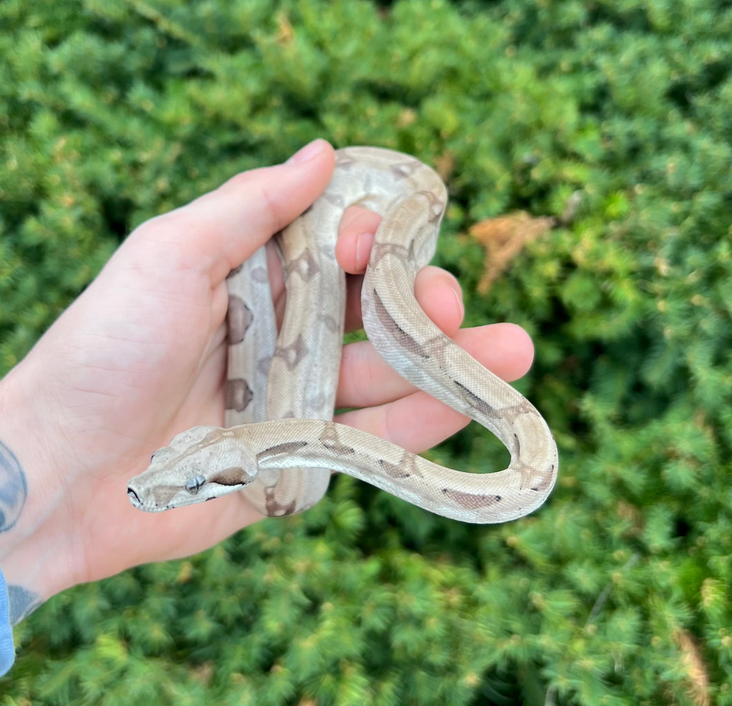 Baby Ghost het Kahl Albino Boa Constrictor (Female)