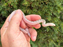 Load image into Gallery viewer, Baby White-Sided Florida Kingsnake