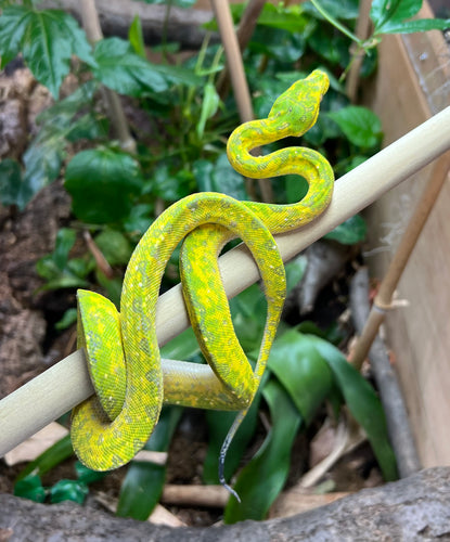 Juvenile Biak Green Tree Python (1)