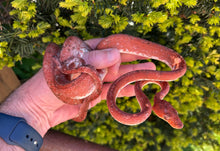 Load image into Gallery viewer, Red Calico Amazon Tree Boa (Male)