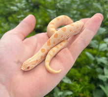 Load image into Gallery viewer, Juvenile Albino Conda Western Hognose Snake (Female)