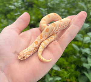 Juvenile Albino Conda Western Hognose Snake (Female)