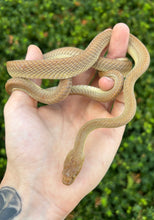 Load image into Gallery viewer, Sub-Adult Egyptian Cat Snake (Female)