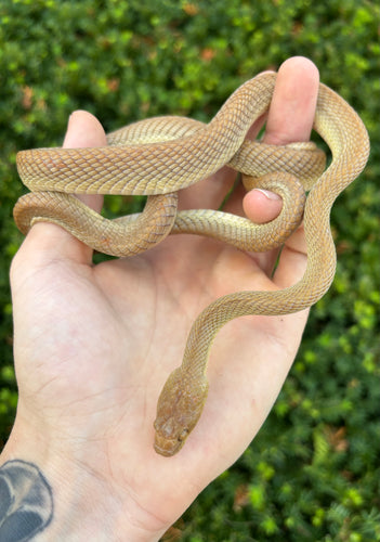 Sub-Adult Egyptian Cat Snake (Female)