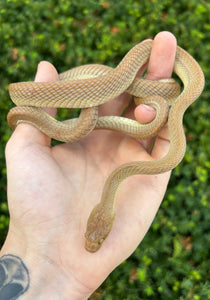 Sub-Adult Egyptian Cat Snake (Female)