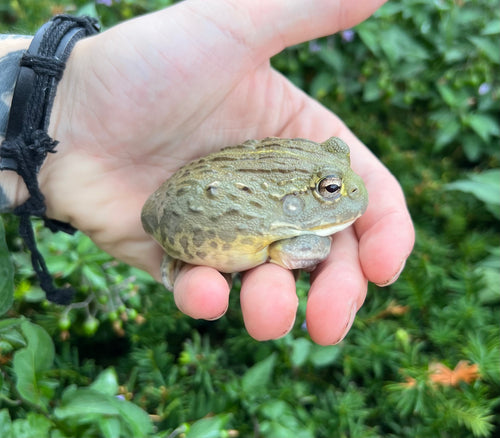 Sub-Adult Giant Pixie Frog