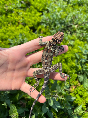 Adult Collared Tree Lizard