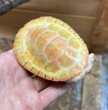 Load image into Gallery viewer, 5” Albino Pink-Bellied Sideneck Turtle (Female 1)