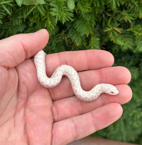 Baby Snow Western Hognose Snake