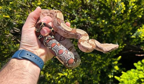 Small Exceptional Guyana Boa (Female 4)