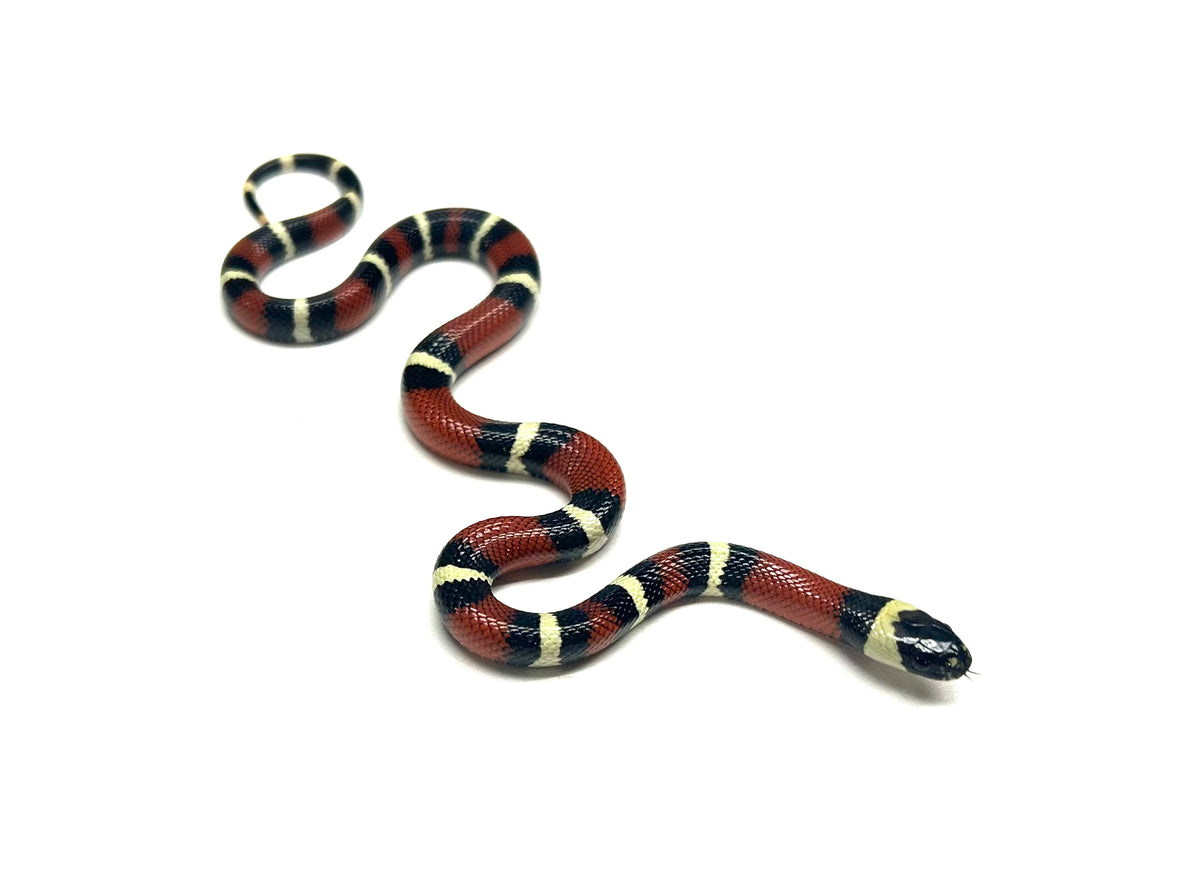 Baby Nelson’s Milksnake het Albino (Male 2) Scales and Tails of Ohio