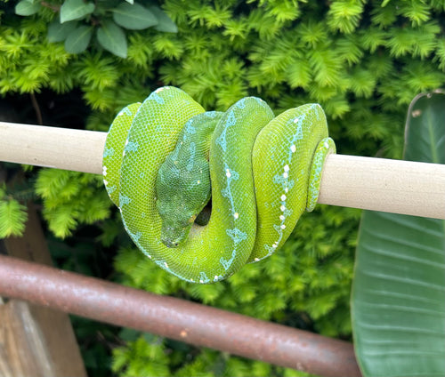Adult Sorong Green Tree Python (Male 1)