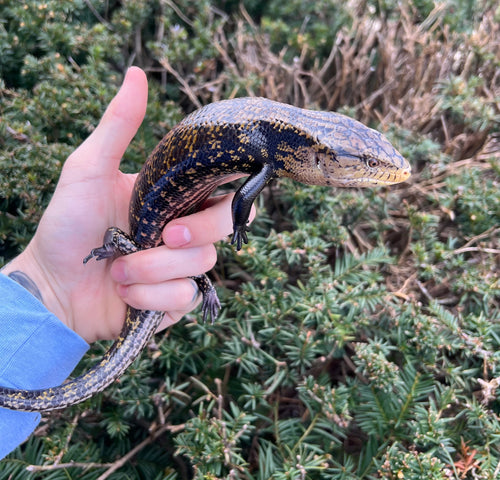 Adult New Guinea Blue Tongue Skink