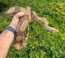 Load image into Gallery viewer, Adult Hog Island Boa (Male)