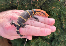 Load image into Gallery viewer, Baby Dumeril’s Monitor