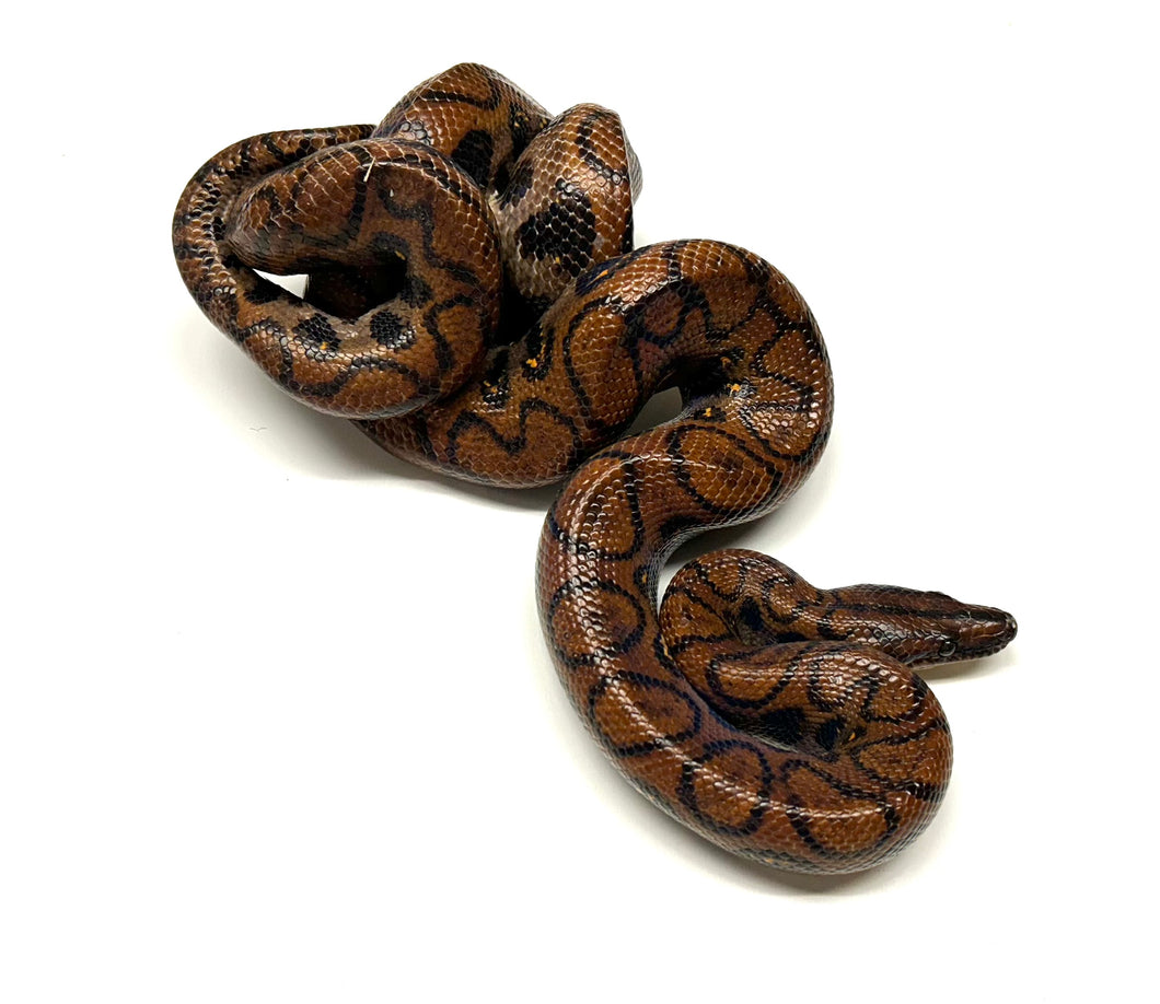 Adult Brazilian Rainbow Boa (Female 1)