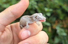Load image into Gallery viewer, Baby Blotched Gargoyle Gecko (1)