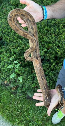 Adult het Blood/Leopard Columbian Red-Tailed Boa Constrictor (Male)