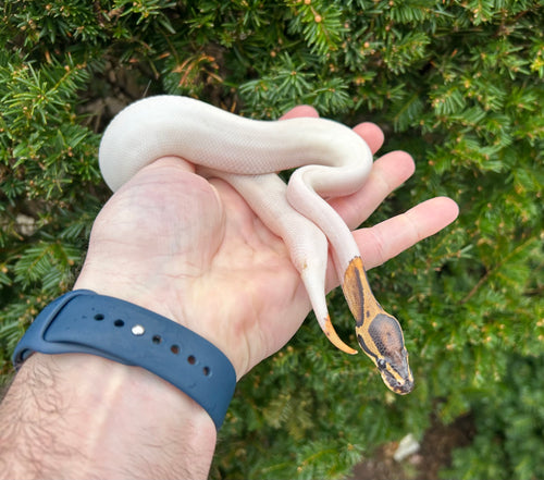 Baby ‘High-White’ Pied Ball Python (Male 2)