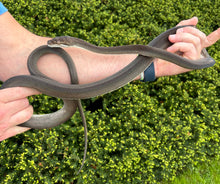 Load image into Gallery viewer, Sub-Adult Patternless Tanimbar Dwarf Scrub Python