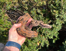 Load image into Gallery viewer, 1.1 Adult Tamaulipas Mexican Cloud Forest Boa Constrictor
