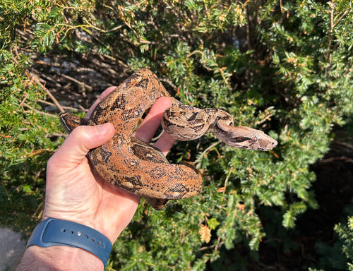1.1 Adult Tamaulipas Mexican Cloud Forest Boa Constrictor