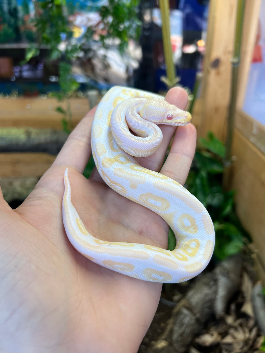 Baby Albino Cinnamon Ball Python (Female) – Scales and Tails of Ohio