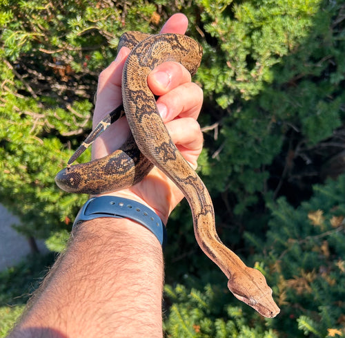 Sub-Adult Boa Constrictor het Blood/Type 2 Anery (Male)