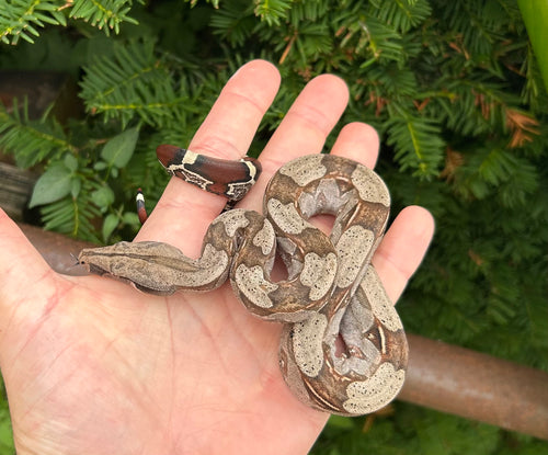 Baby Guyana Boa (Female 2)