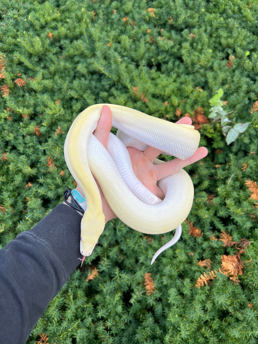 Burmeese Python Female Juvenile Ivory Burmese Python (Female) – Scales and Tails of Ohio