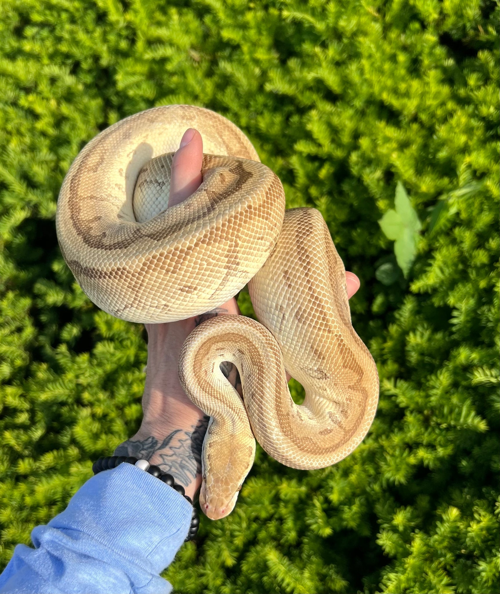 Adult Emperor Pinstripe Ball Python (Male) – Scales and Tails of Ohio