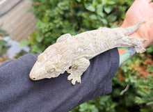 Load image into Gallery viewer, Adult Nuu Ana Leachianus Gecko (Female)