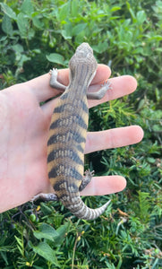Baby Northern Blue Tongue Skink (3)