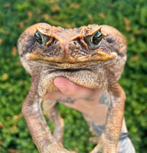 Load image into Gallery viewer, XXL Cane Toad